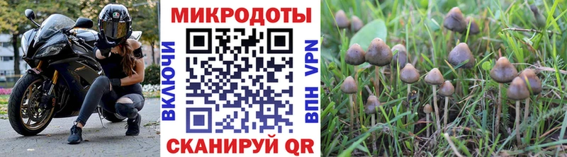 Купить закладки Гай Псилоцибиновые грибы прущие грибы